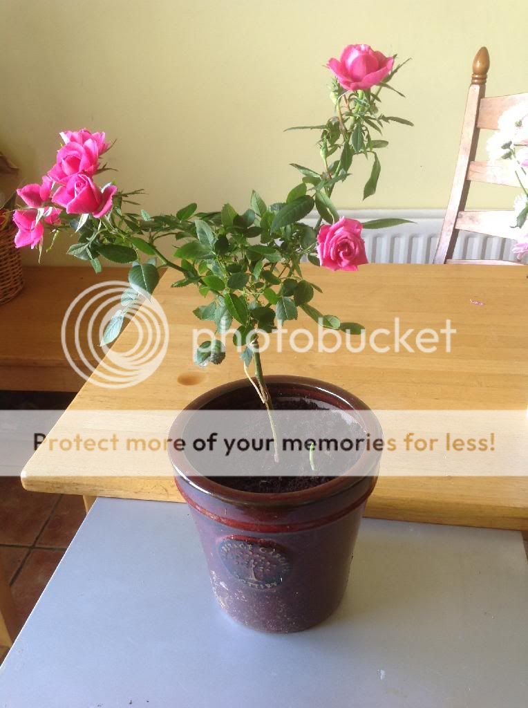 photo 033594E2-6AE8-47A4-9890-21504D6427D8_zpsyndpmxsc.jpg